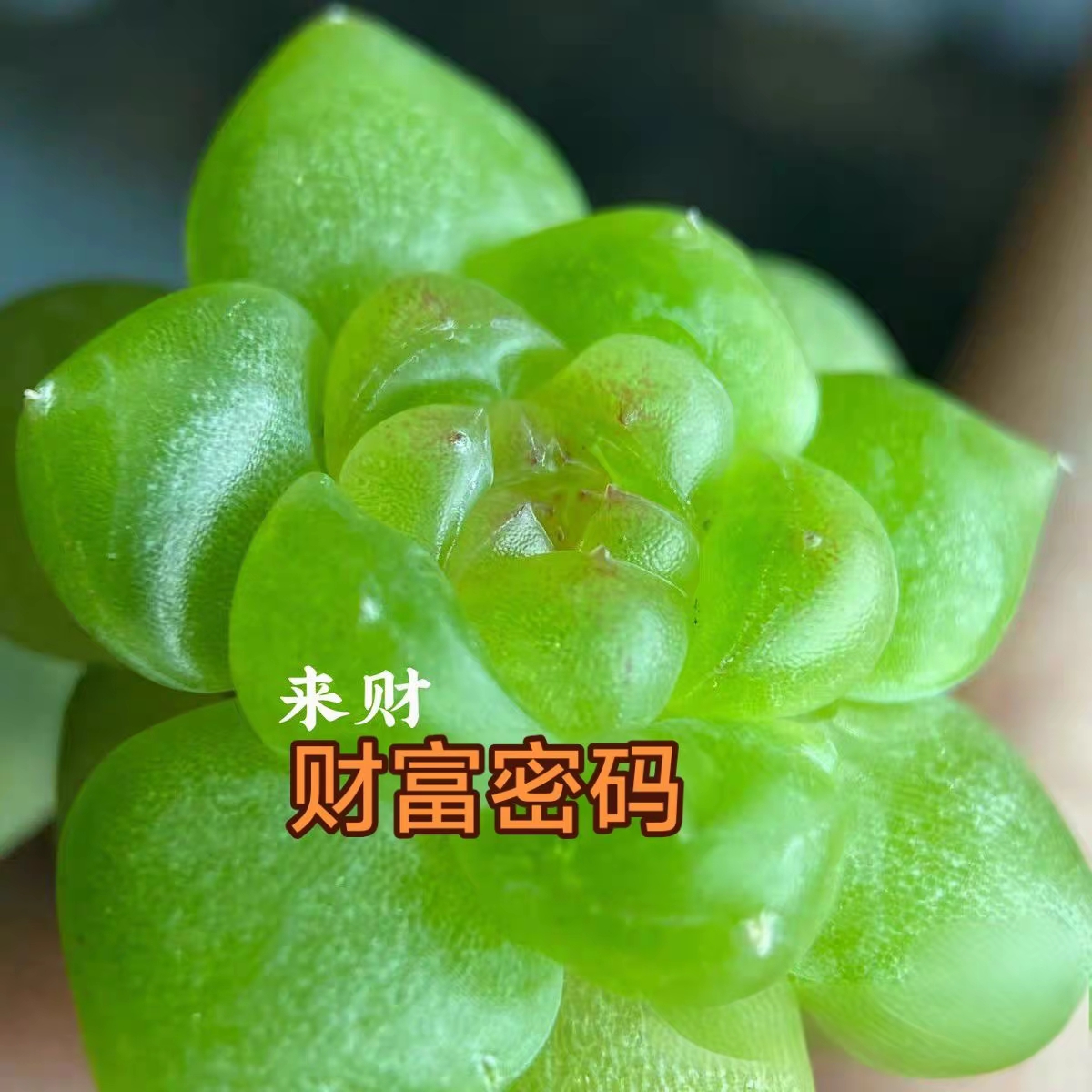 来财财富密码多肉植物出叶插苗