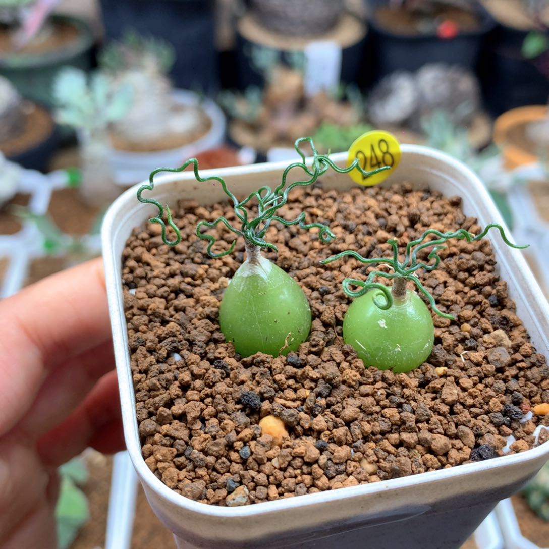 泰迪海葱带盆多肉