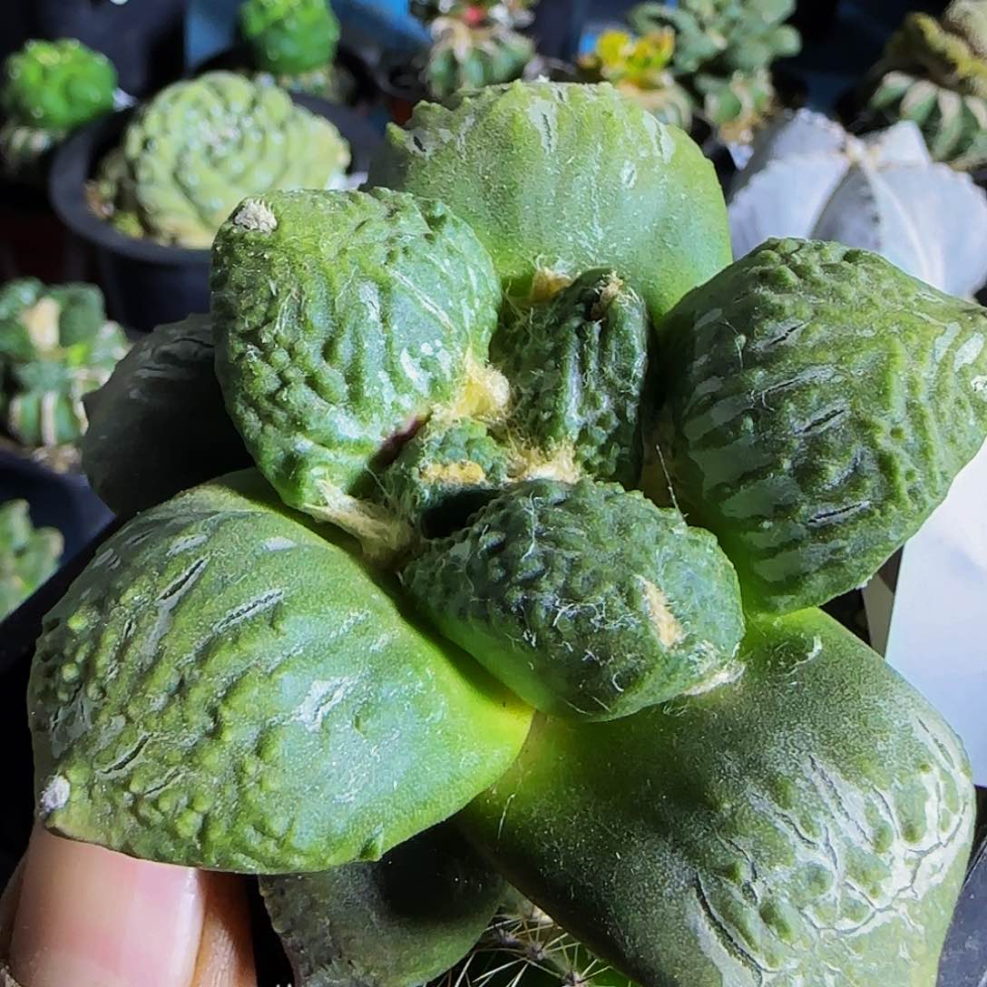 丸叶怒涛324仙人球