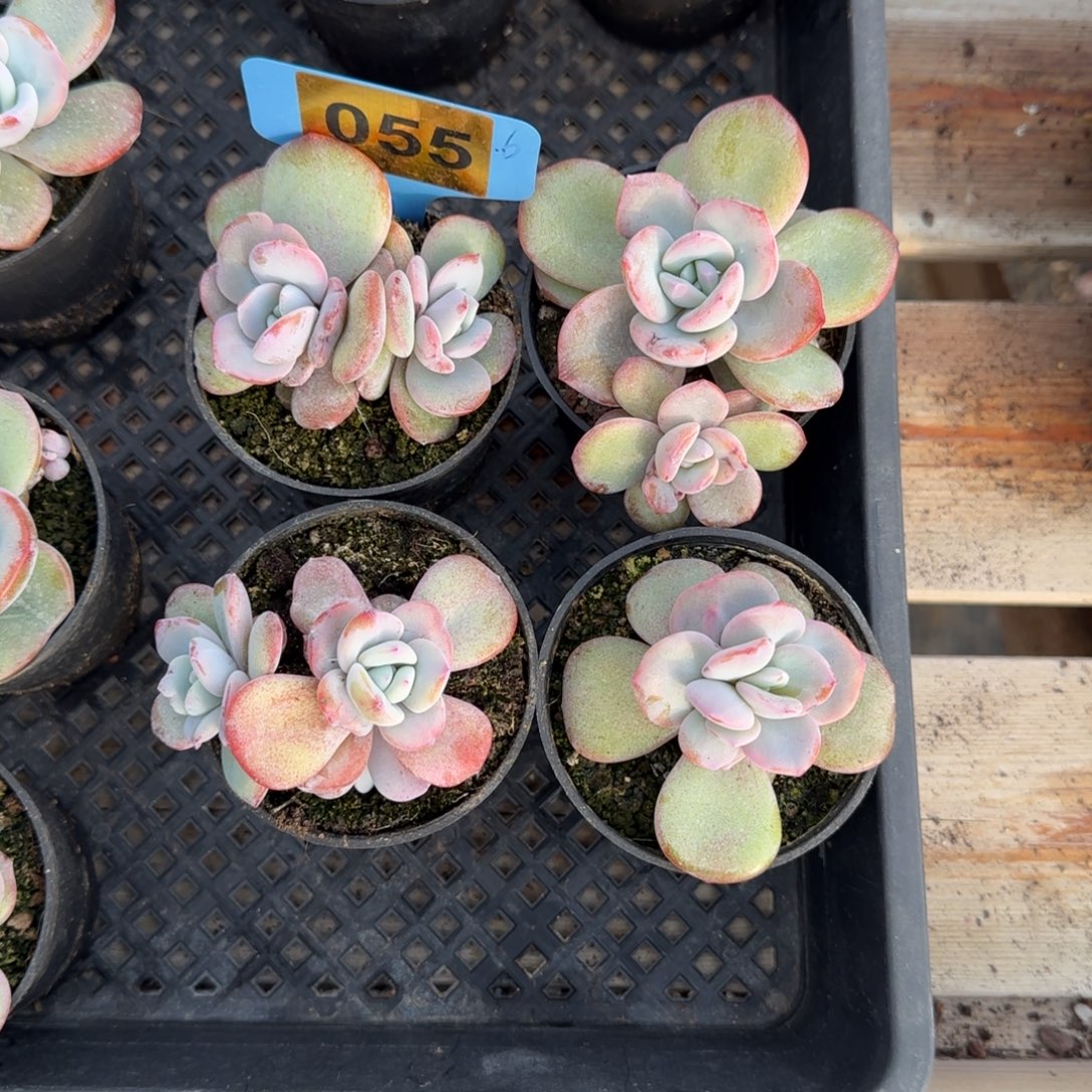 055奶茶4颗，8盆口