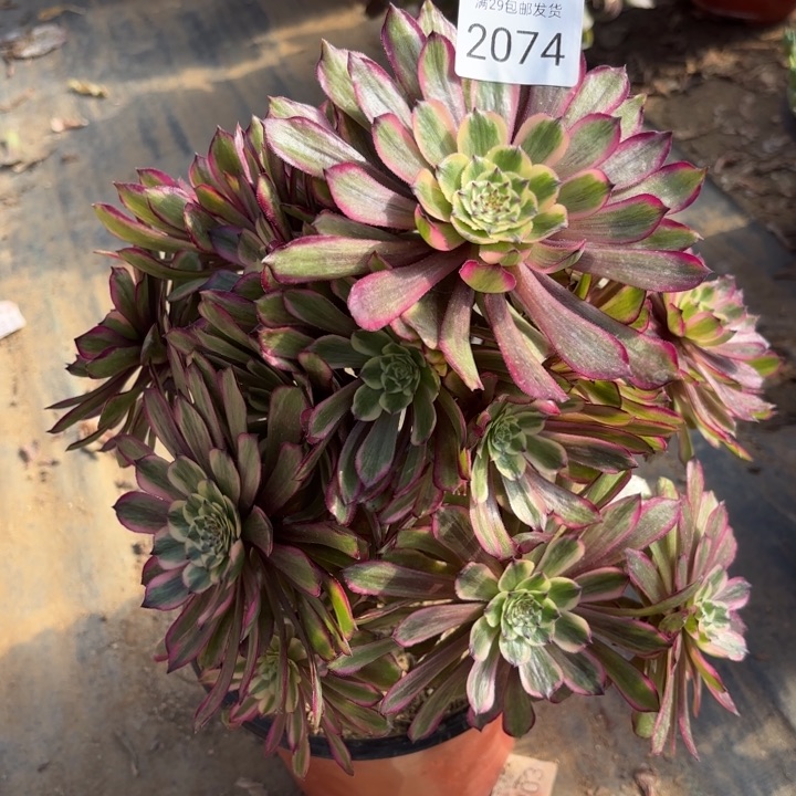 紫霞仙子多肉法师2074