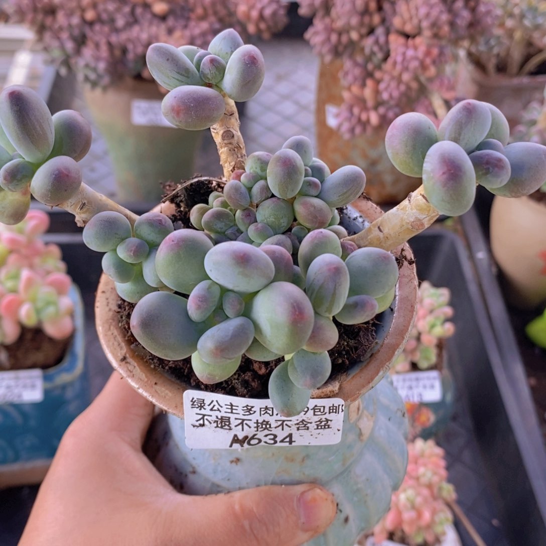 苹果奶10cm634多肉植物