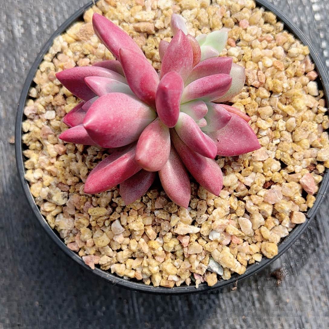 【闪购商品】赫飞福利