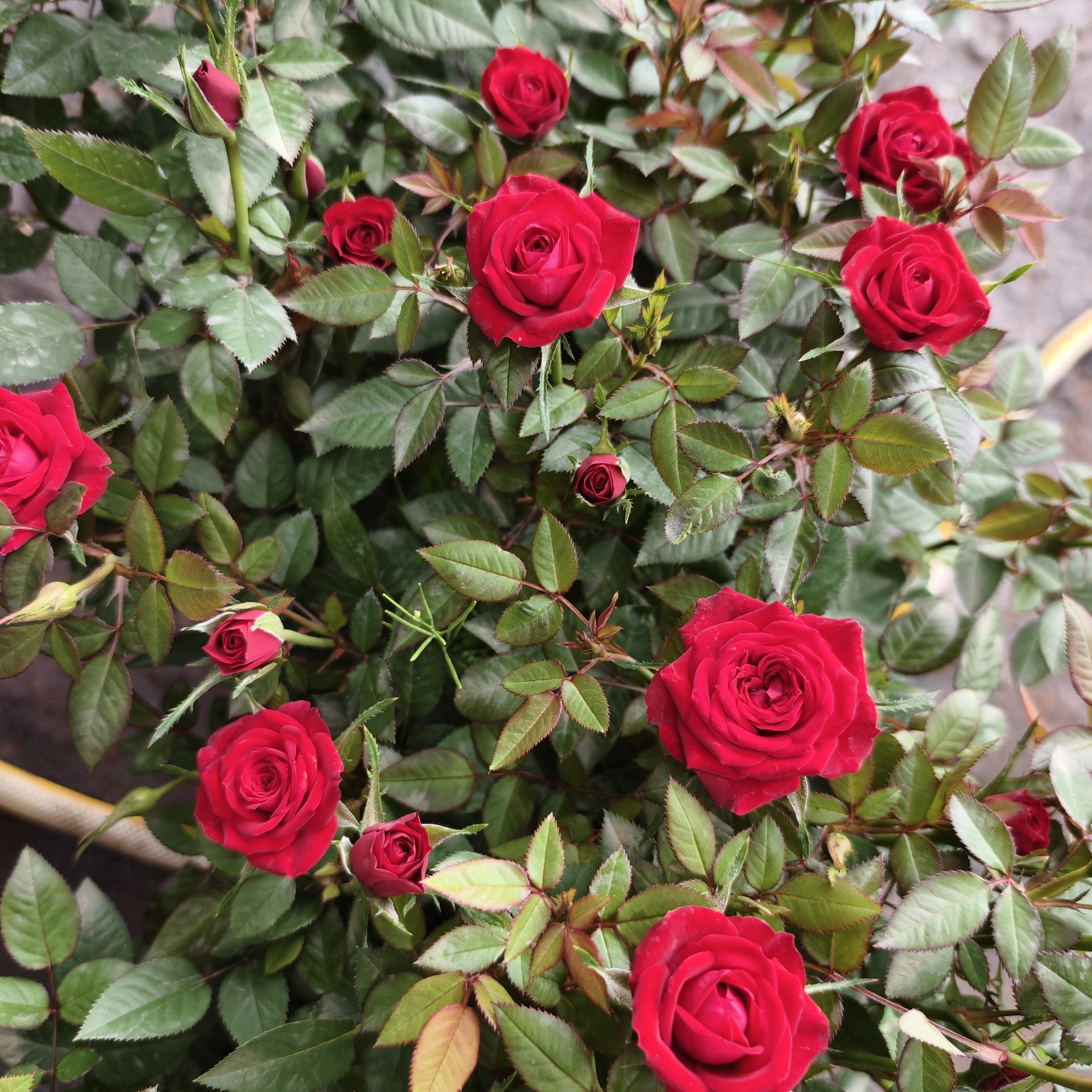 【红钻】红色多头微月好养护阳台庭院花园楼顶耐热耐寒抗病性强