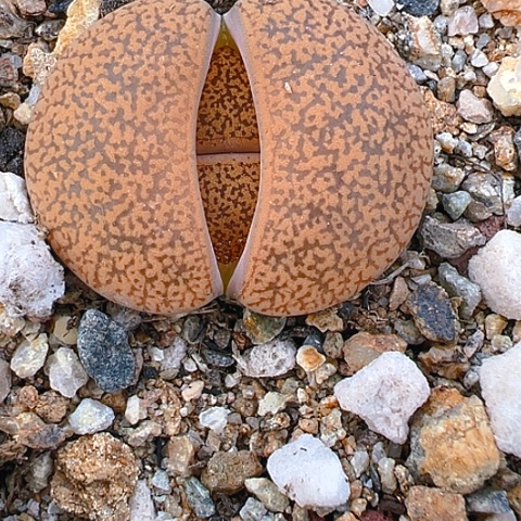 【闪购商品】20143