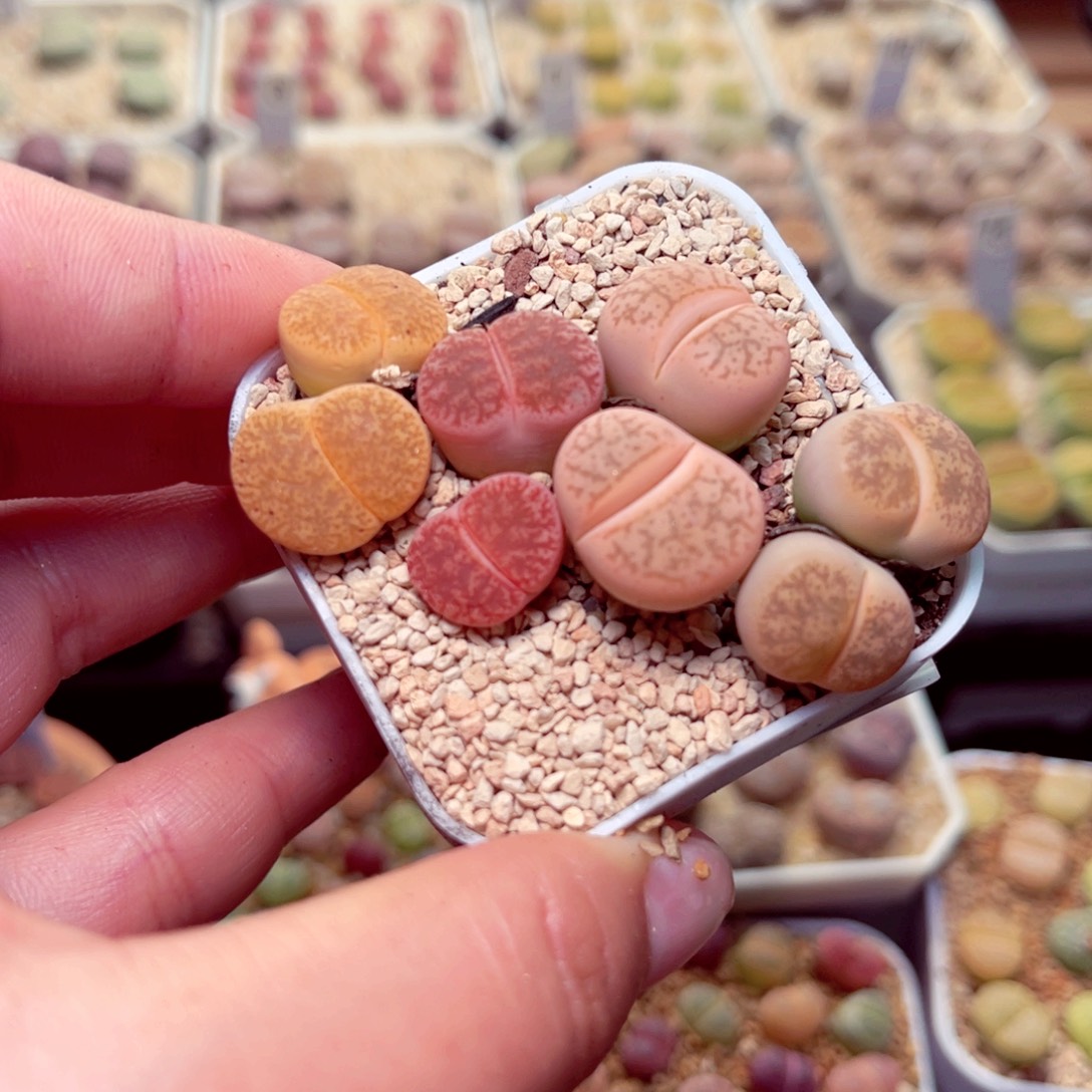 413号带盆盆包邮发货