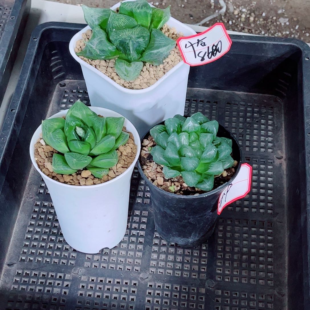 裹宝翡翠一勿一拍