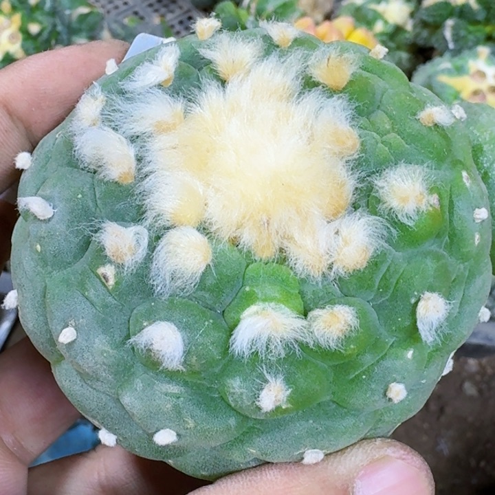 福利自根白肌434