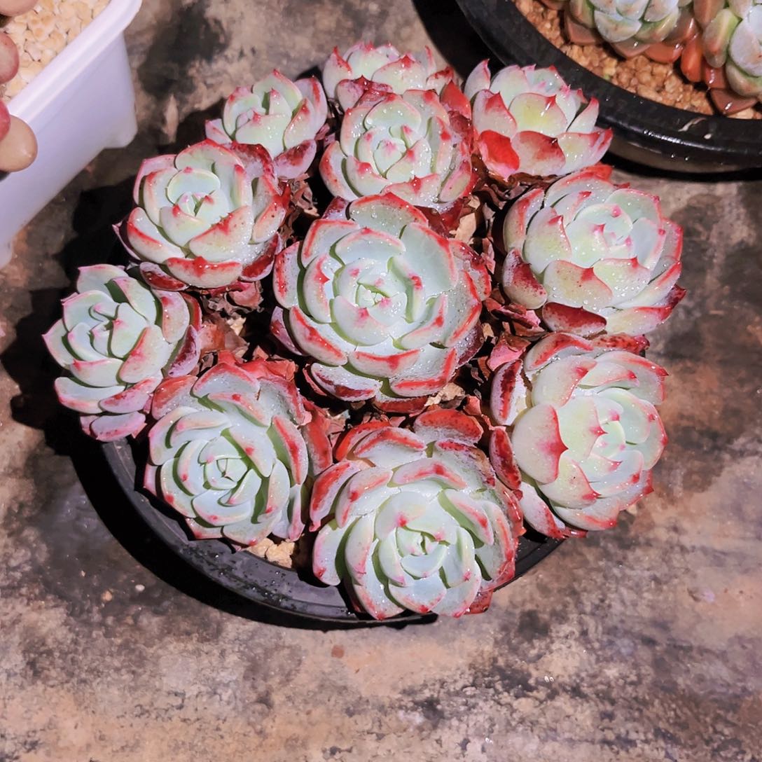 琪*妈琪琪妈999999990999