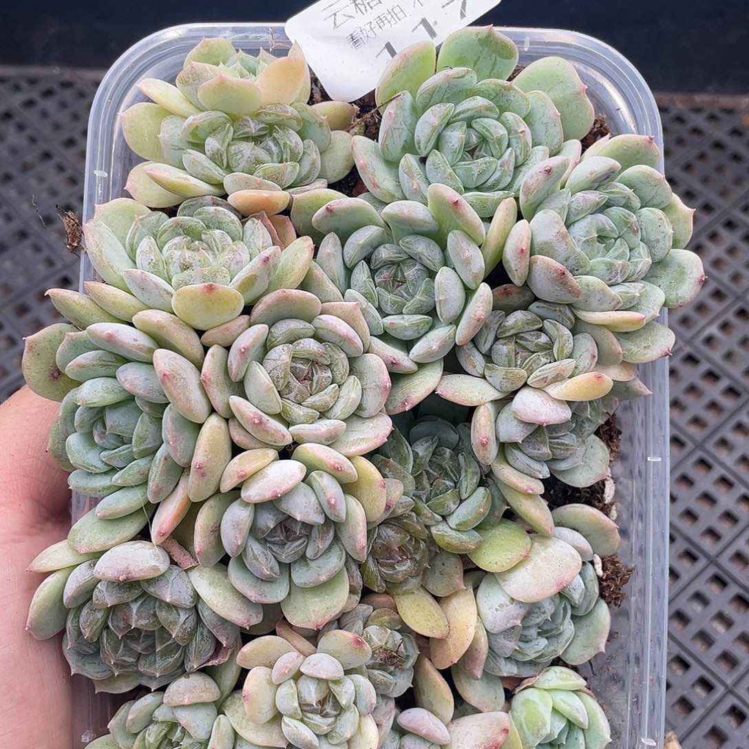 云糖心多肉植物117