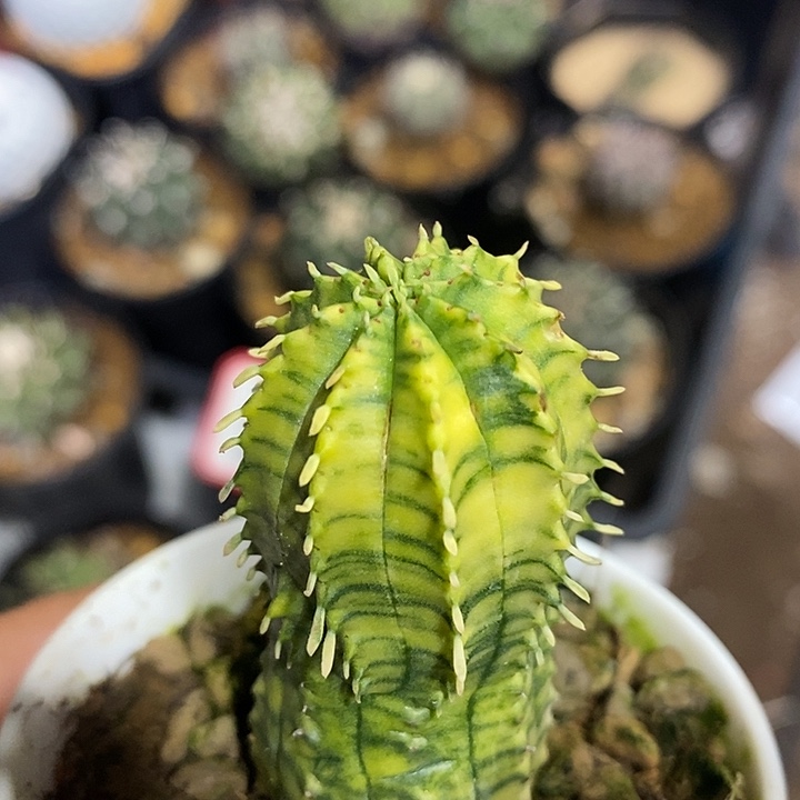 魁伟玉锦仙人球专拍