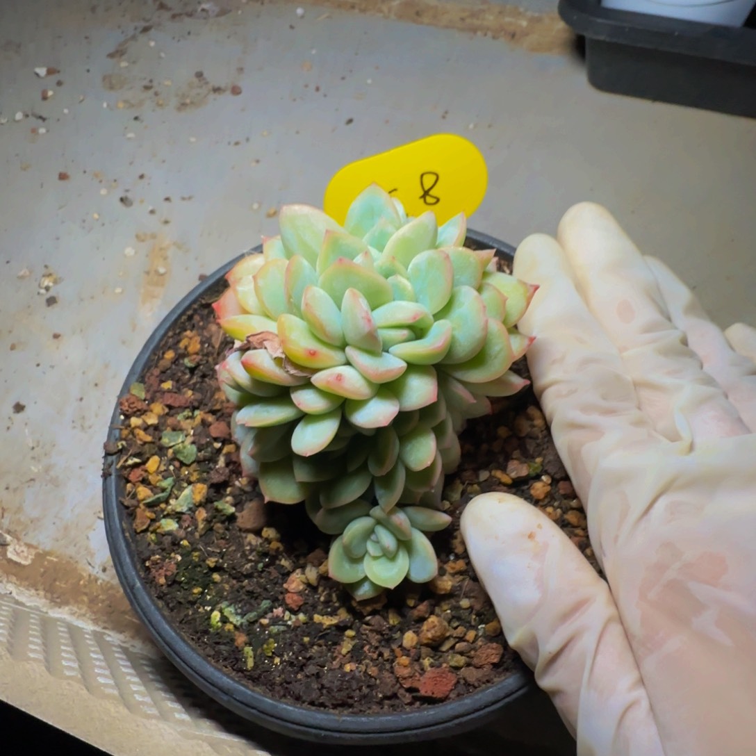 e e e e e e e e e 8