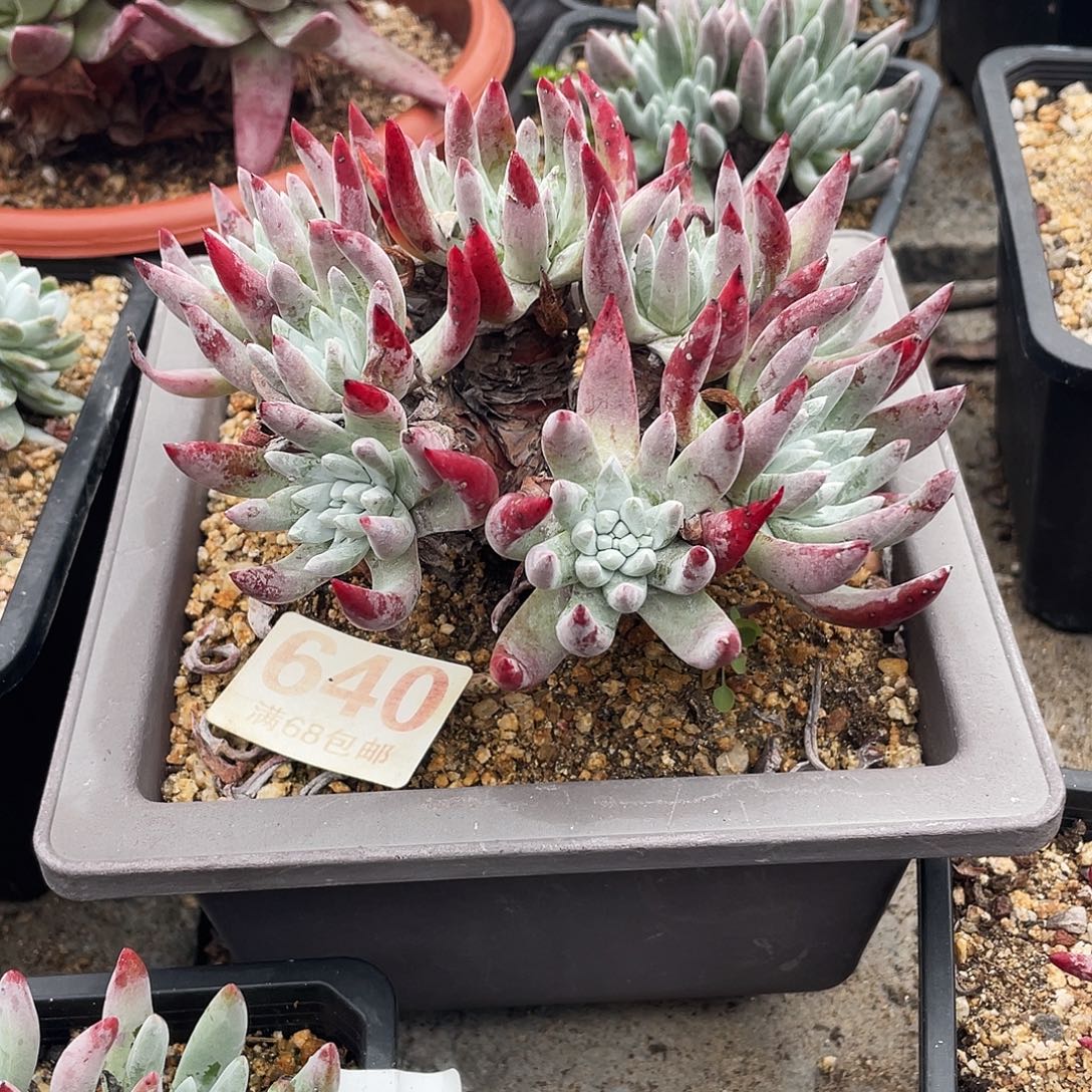 晨溪园艺仙女杯呀