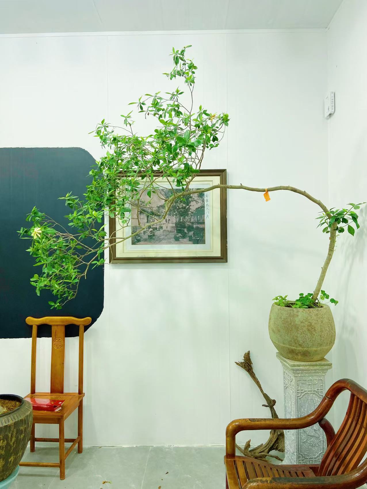 海岛栀子花盆景海岛桩自然飘茶室办公室景观素材