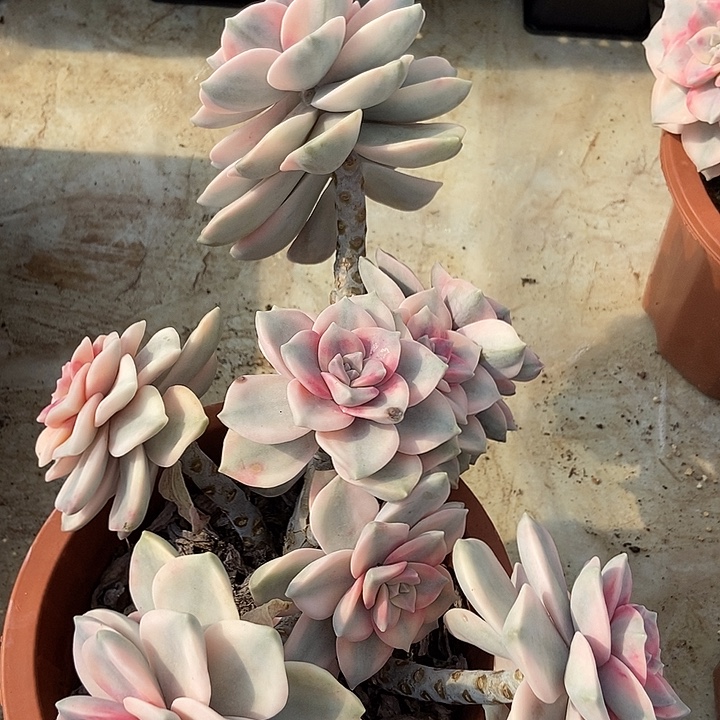 紫乐锦大老桩多肉植物