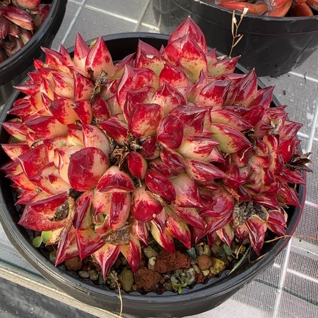 从前慢花园精选多肉红拉糖缀