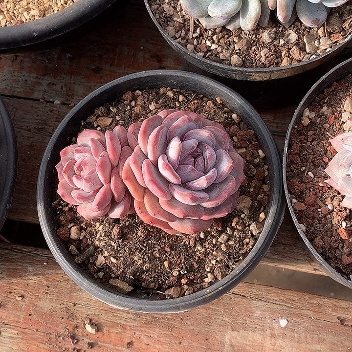 星影多肉植物哈哈3