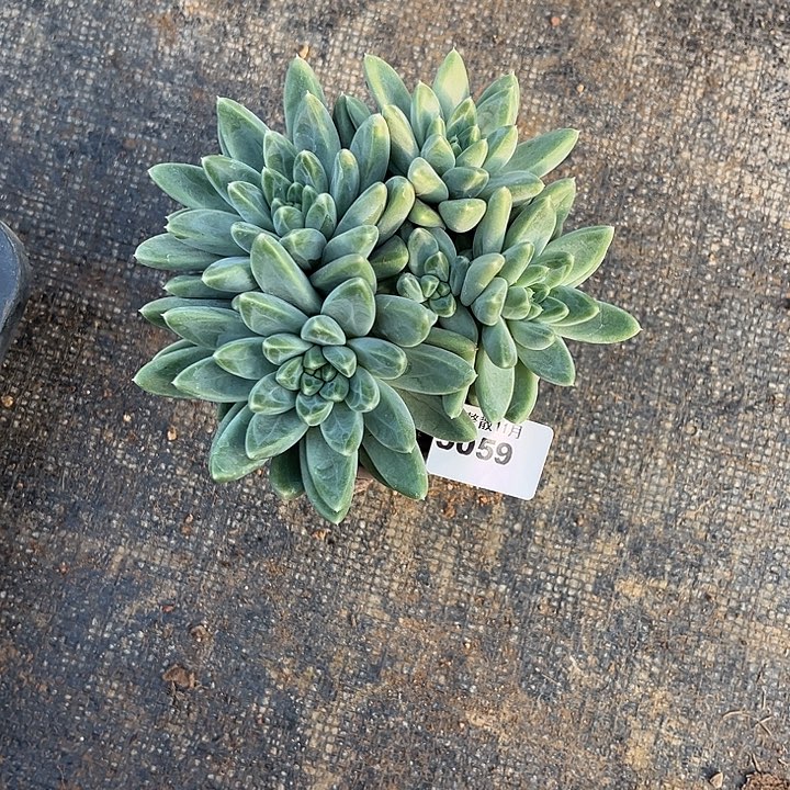 三***薇阿雅园艺。        5059