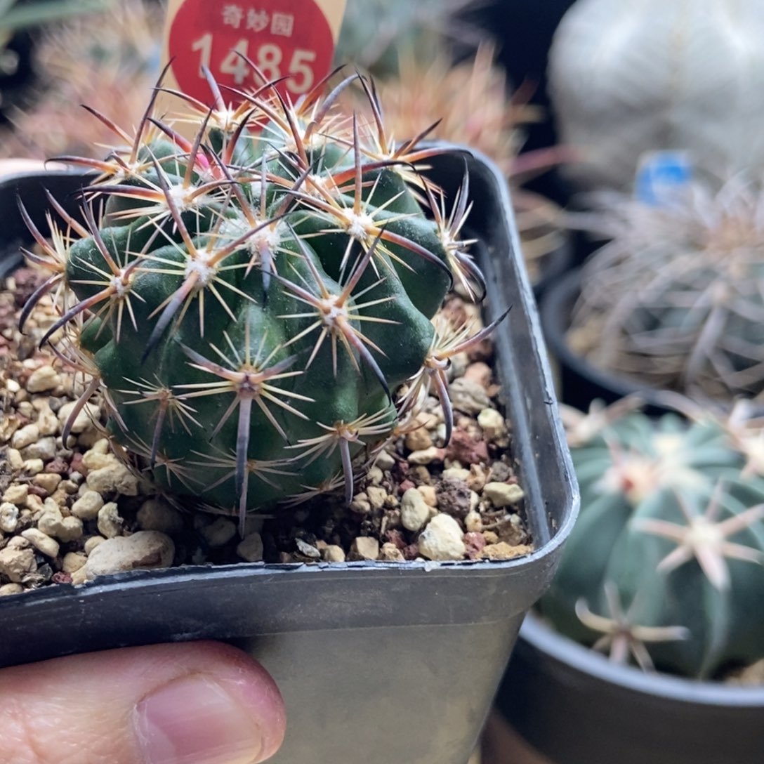 实生黑刺琥爪玉4cm