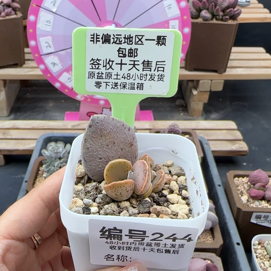 244银波粉蛋多肉植物