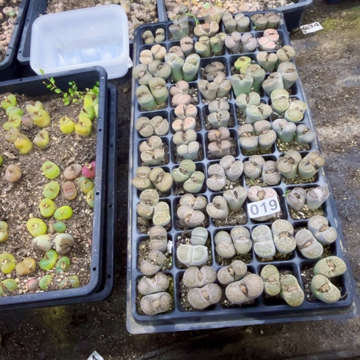 019生石花一物一图如图脱土