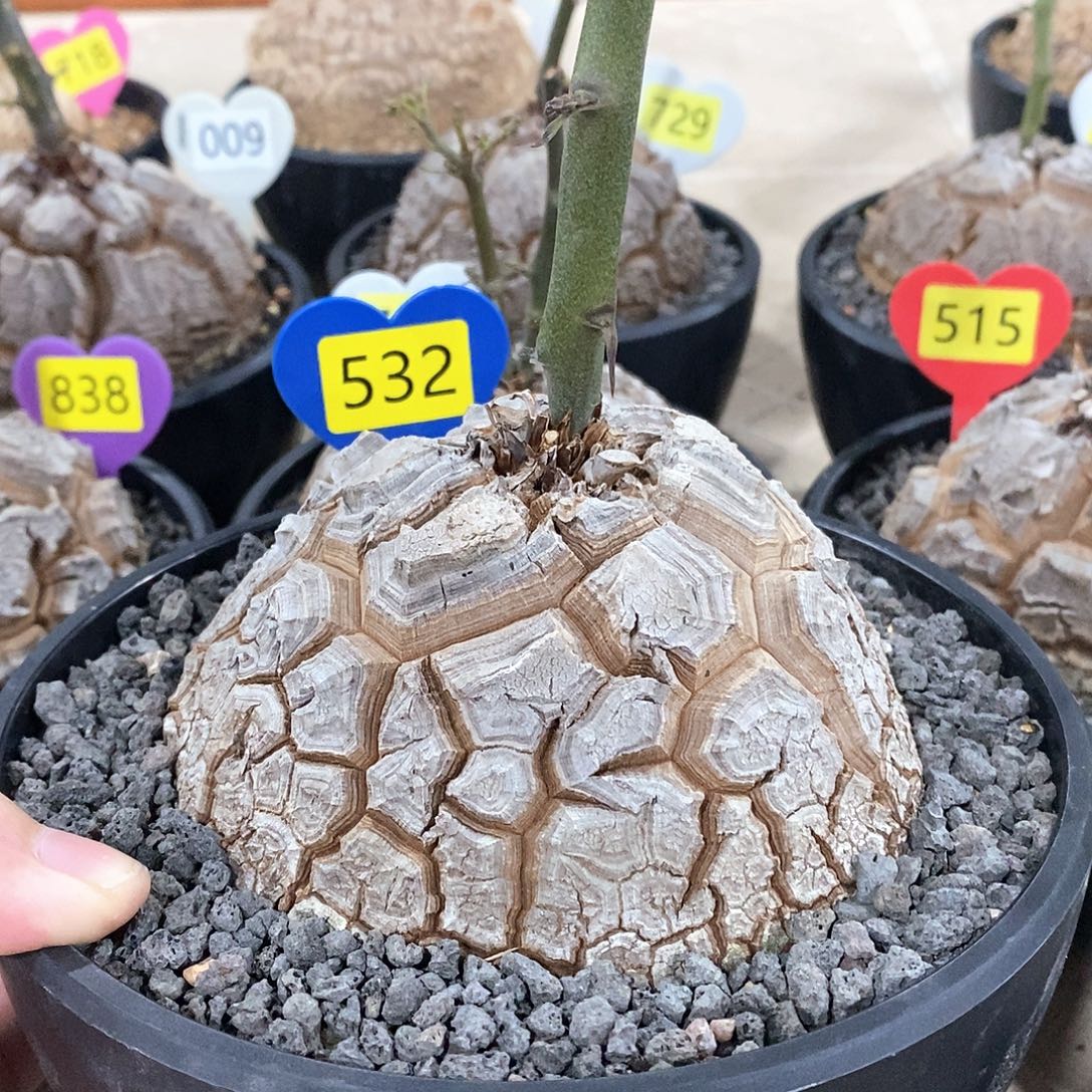 南非龟甲龙龟甲龙