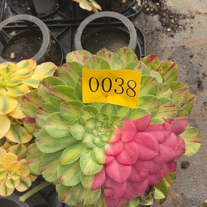 多肉植物知否的0038