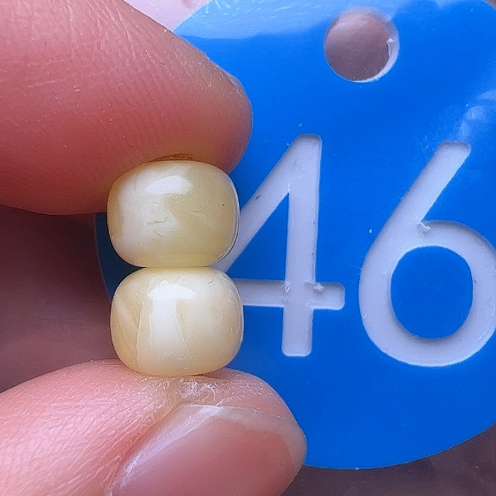 蜜蜡裸石未镶嵌7.5m m