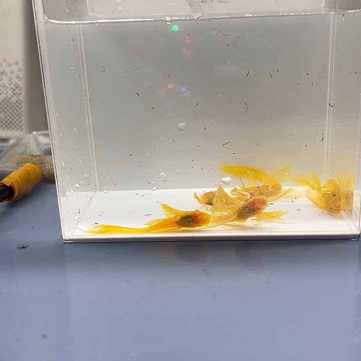 清道夫鱼大帆5条开箱视频报损