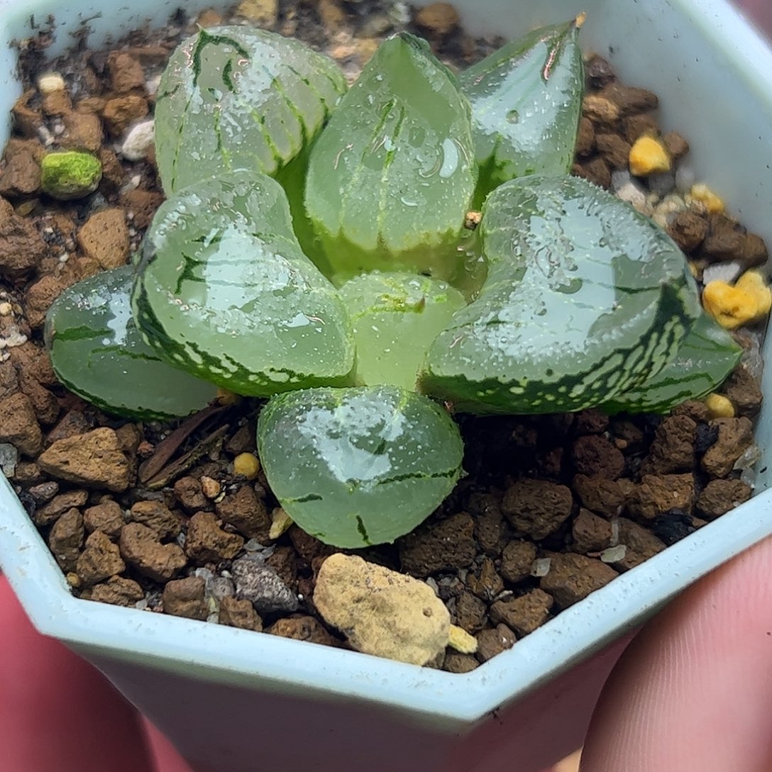 最****虞美人十二卷多肉植物