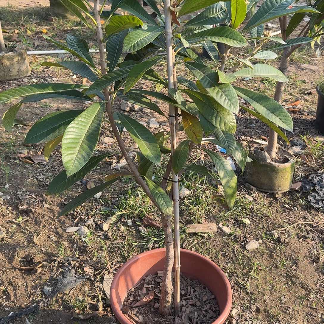 山***，完全开放果树果树果树1111111111