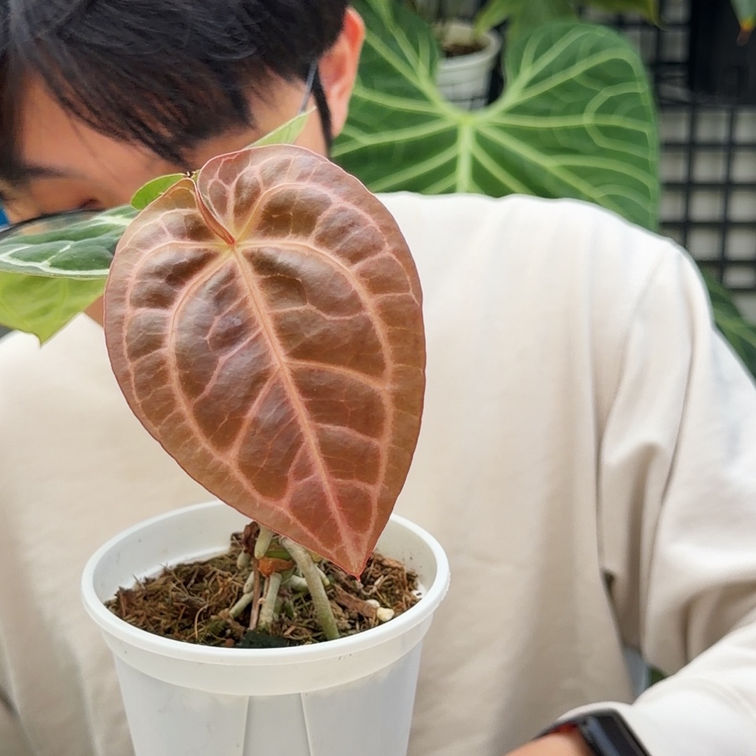 完全开放P01  阿波罗杂红