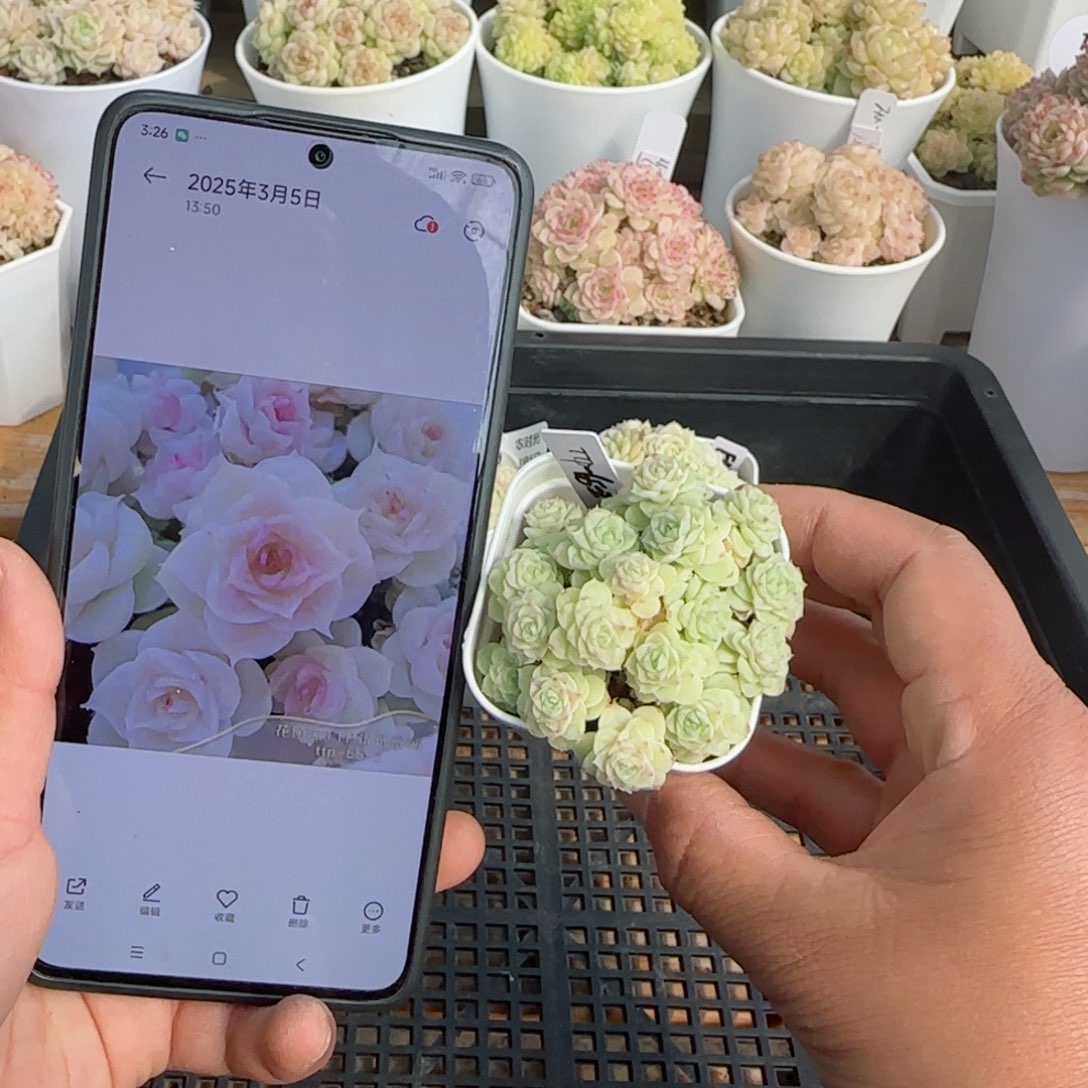 【闪购商品】0305-121（ttp-65-2）