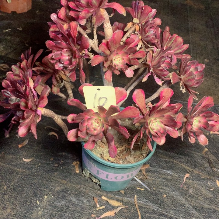 10红金刚多肉一物一拍