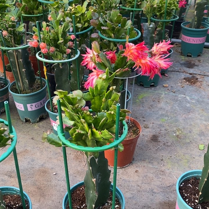 大部分花苞少量开放373嫁接086