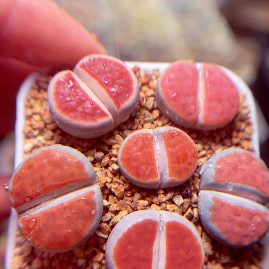 382号带盆盆包邮发货