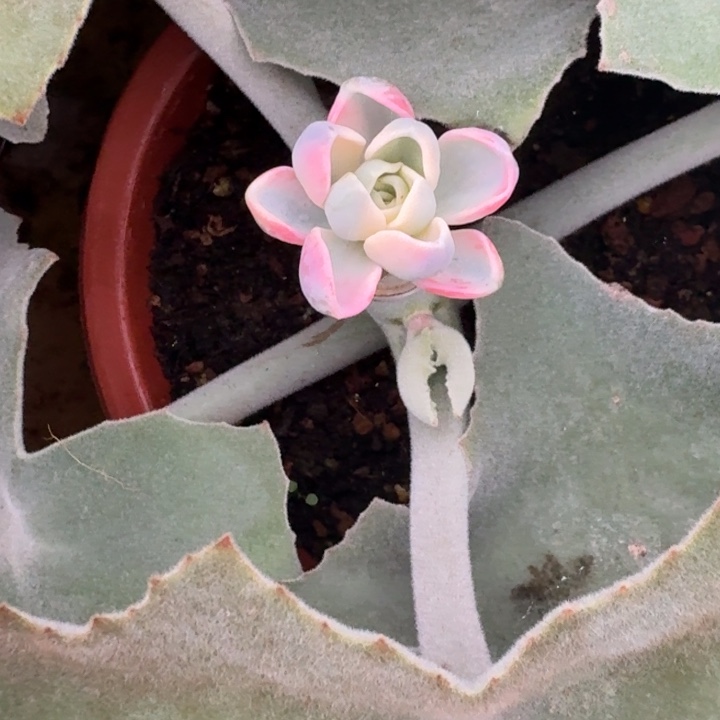 美尻一物一拍好看