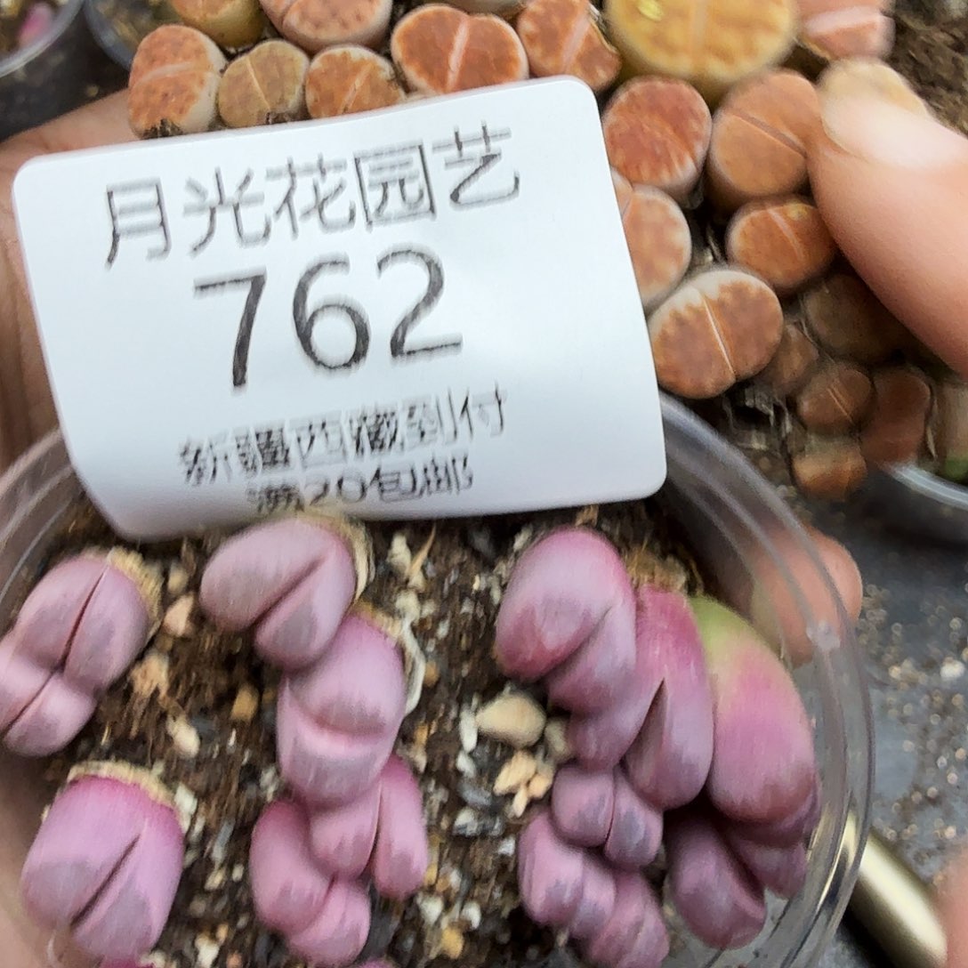 不会因为不知道你想762