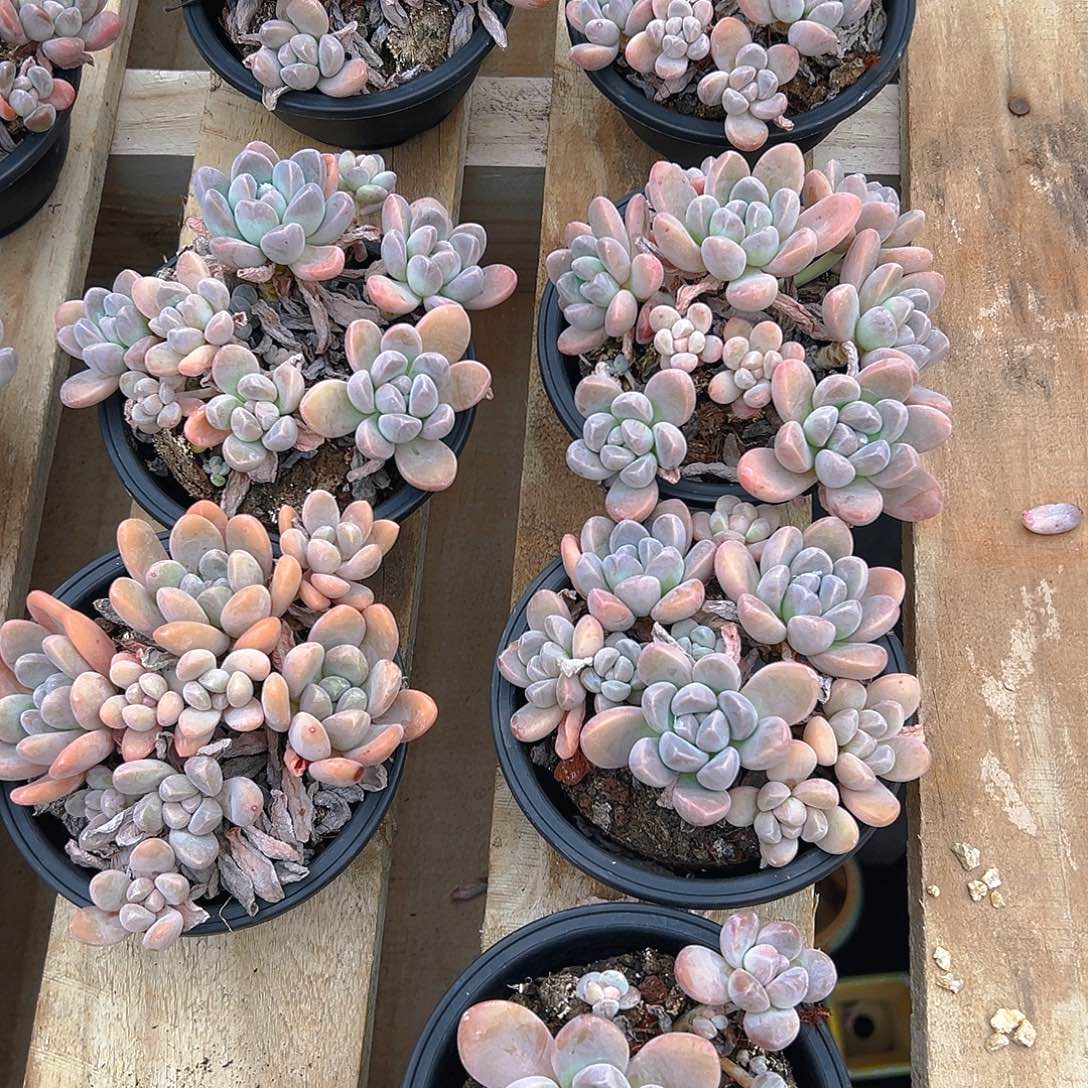 丽芙美人，满18包邮