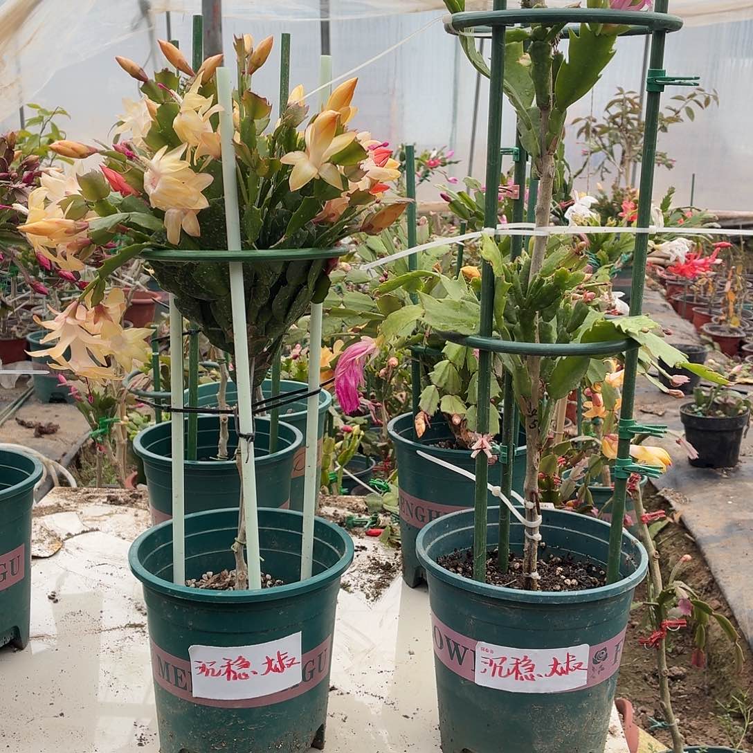 沉***叔无花朵沉稳大叔叶仙嫁接两盆寄养