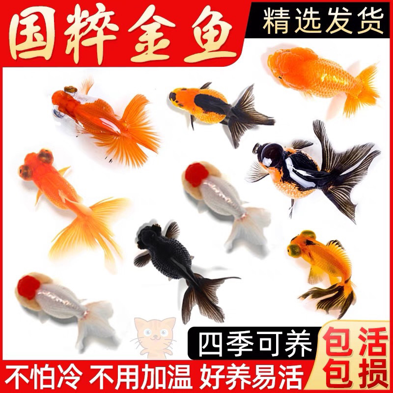 精品国粹小金鱼  8-10公分到手11条 包邮到家，颜色随机不指定