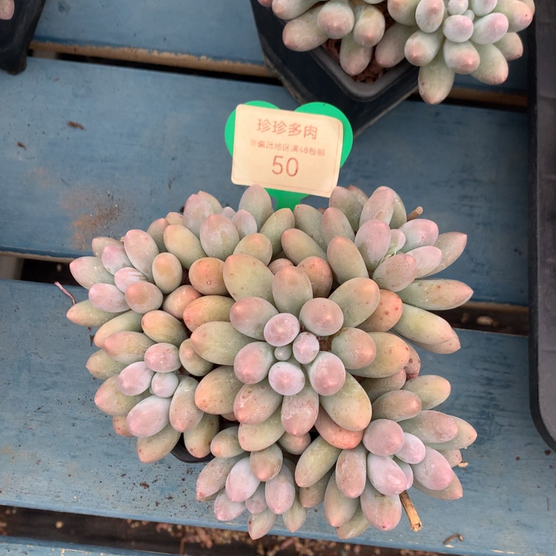 汤圆无砍平头捧花50