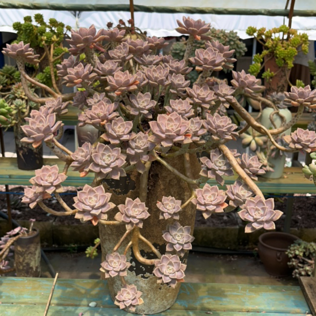 整桩无砍老桩阿伦培带盆