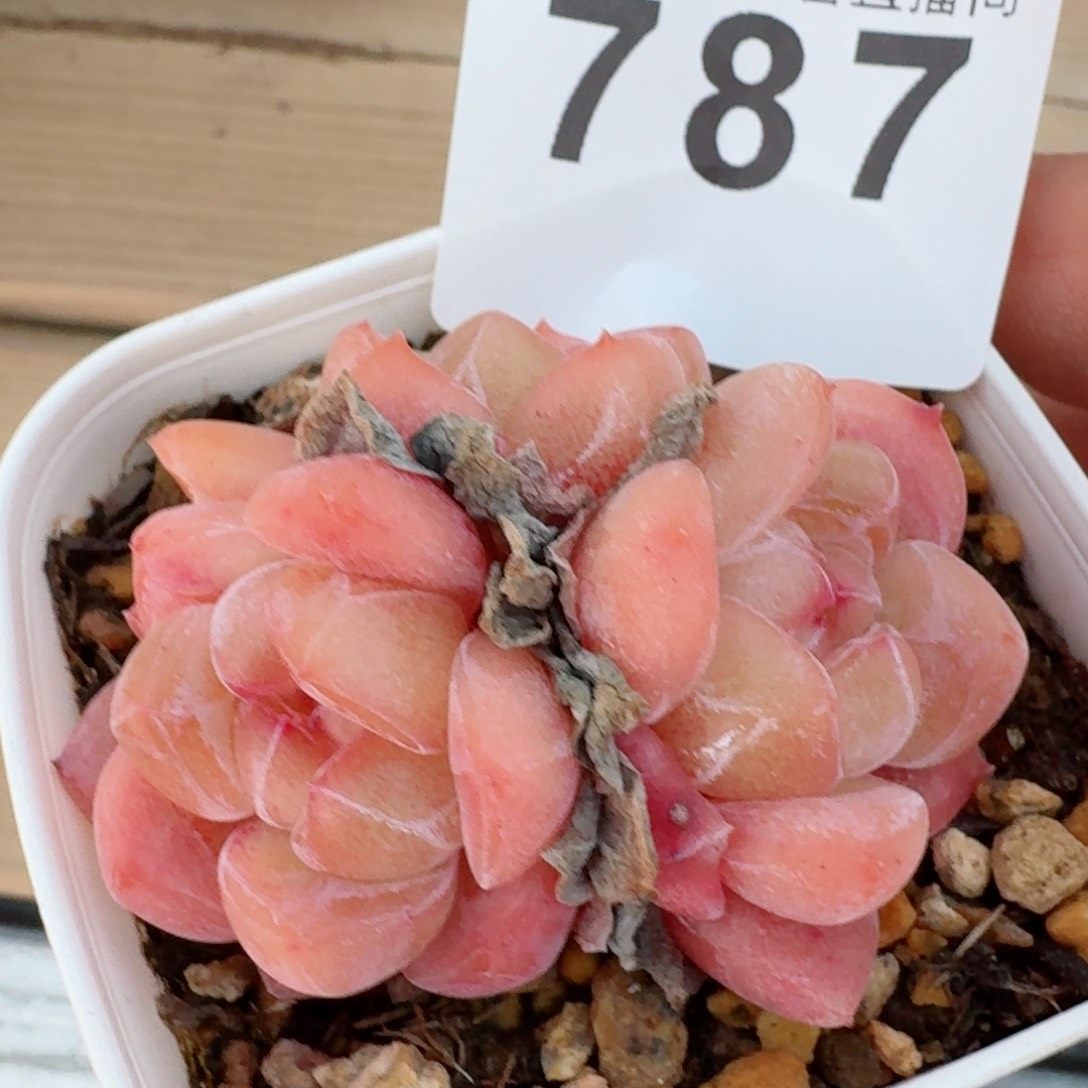 刚毅群生         精品多肉