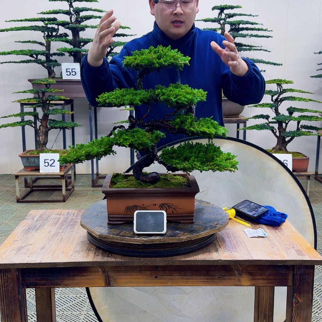 无花朵柏树造型盆景