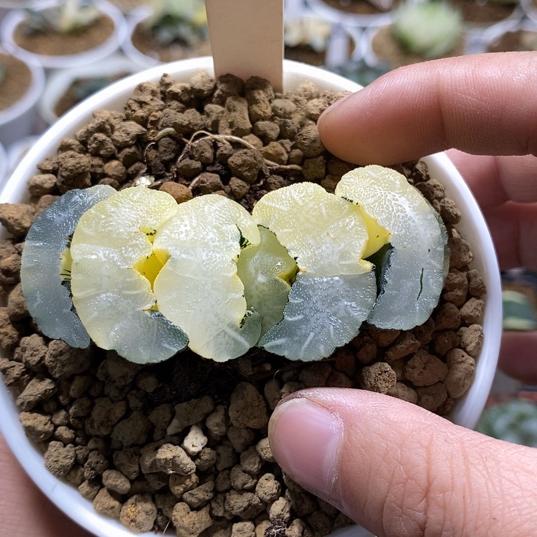 84白熊哈哈哈哈哈哈