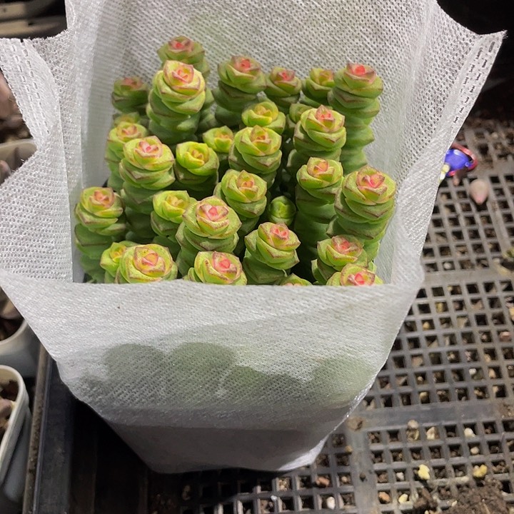 10方大钱串带盆土发