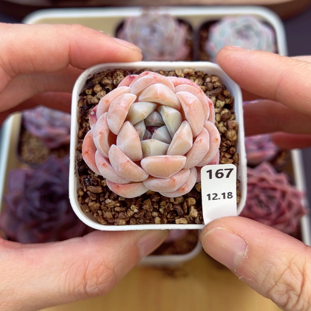 好好看167、哈哈哈哈