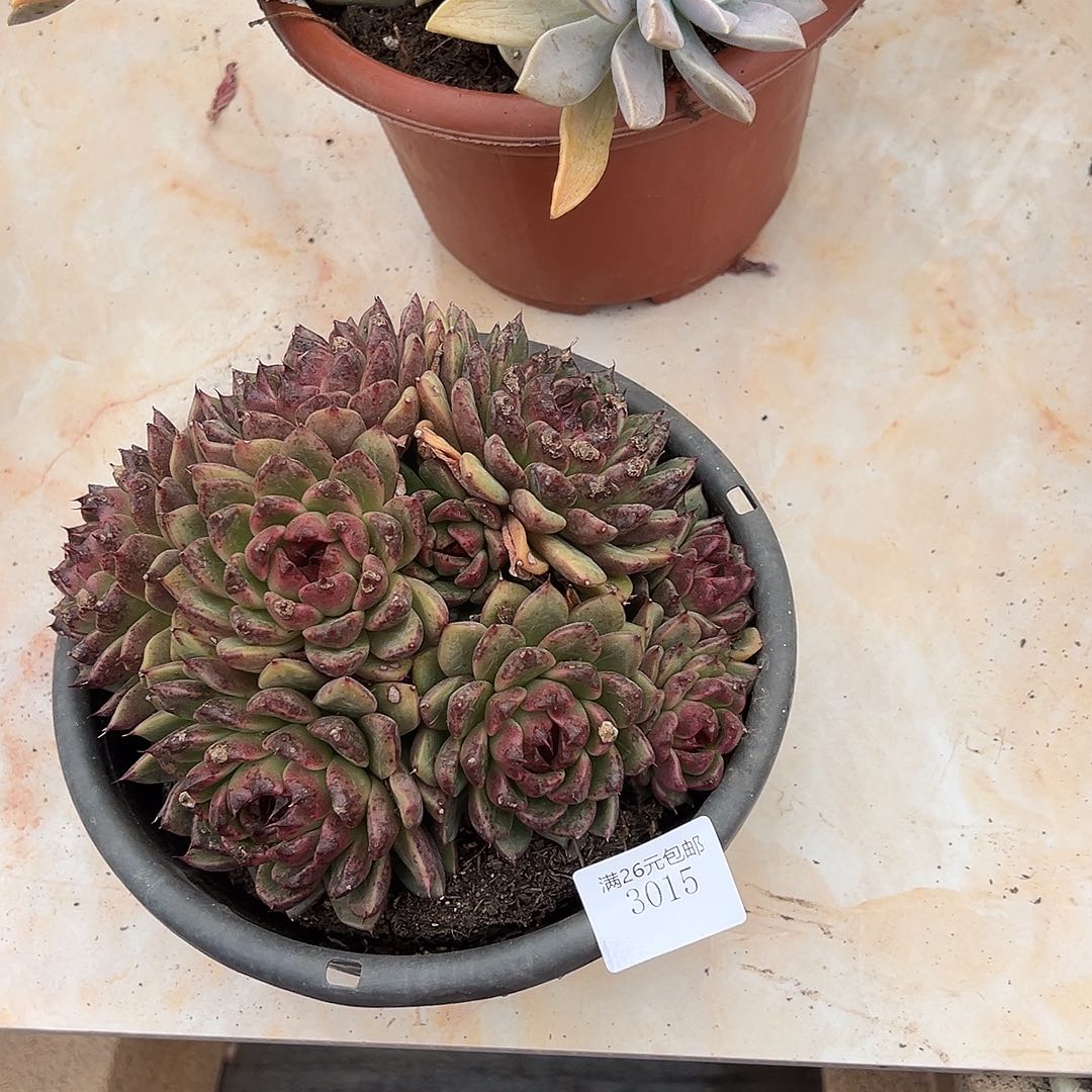 诺***言3015紫水晶多肉植物多肉