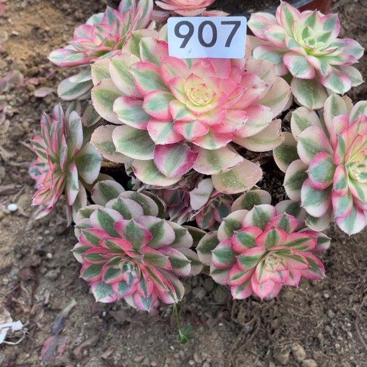 曼***红完全开放907多肉植物倾城